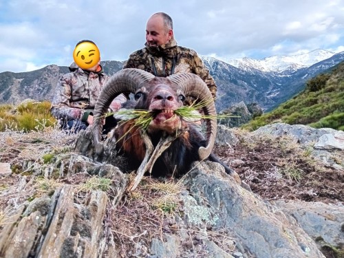 imagen de MUFLON ALTA MONTA&Ntilde;A